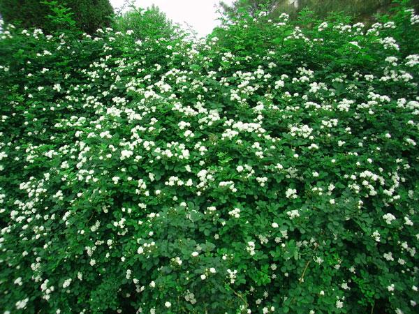 那些花儿
