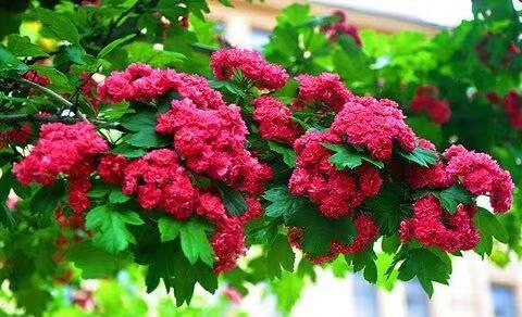 山楂花