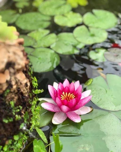 水中花