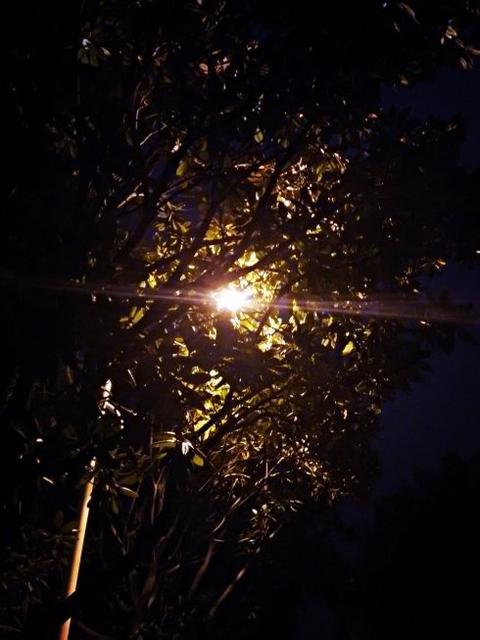 梧桐灯